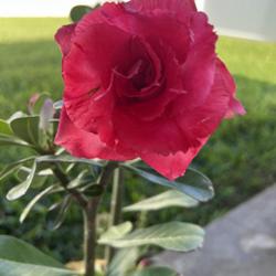 Location: Tampa, FL
Date: 04/23/2022
Morning Bloom