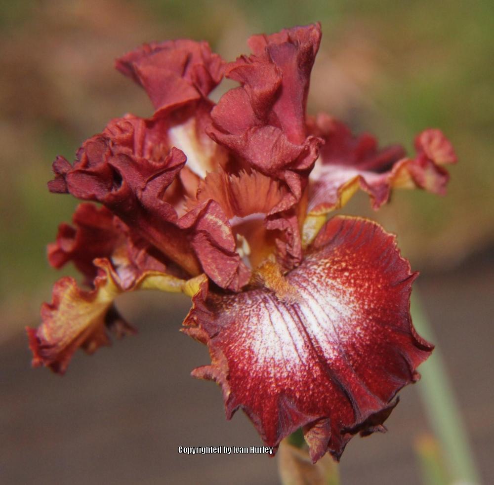 Photo of Tall Bearded Iris (Iris 'Spice Lord') uploaded by Ivan_N_Tx