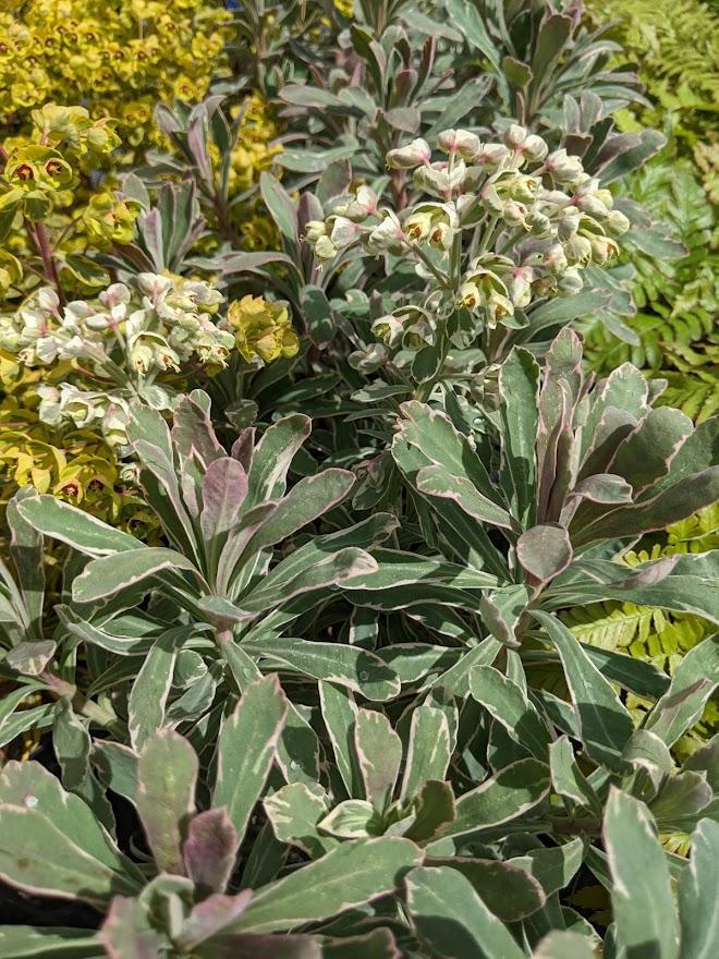 Photo of Euphorbia (Euphorbia characias Silver Swan) uploaded by Joy