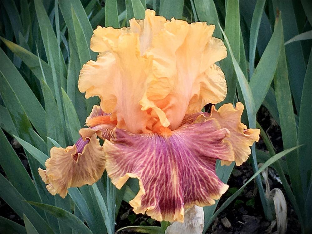 Photo of Tall Bearded Iris (Iris 'Bottle Rocket') uploaded by Neela