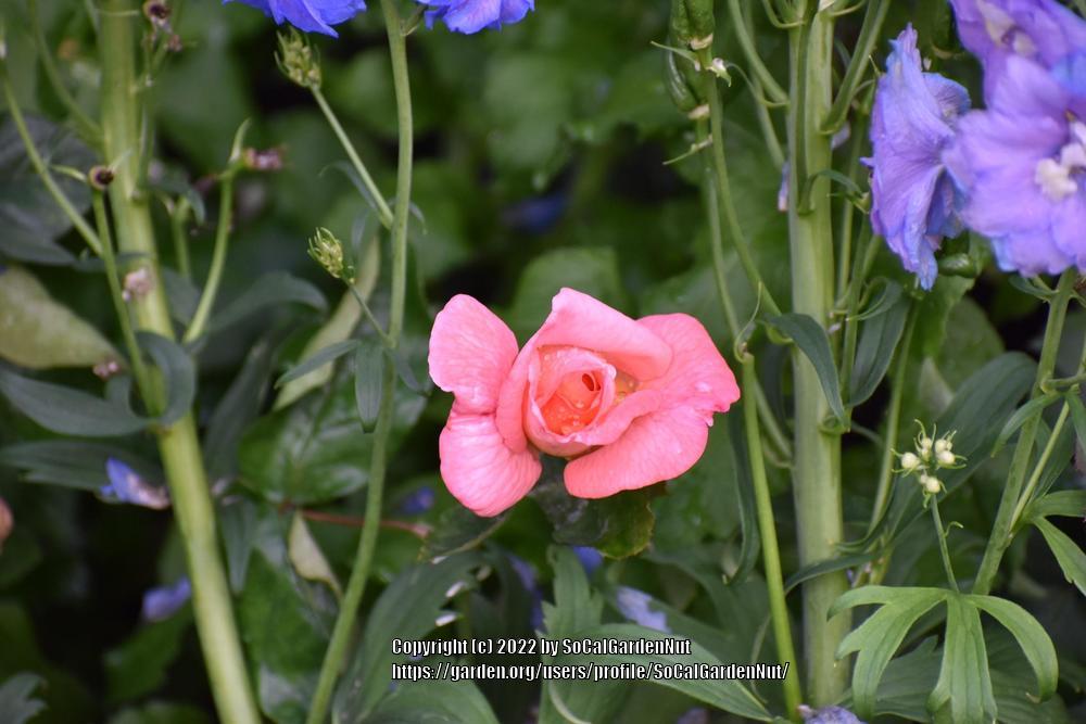 Photo of Rose (Rosa 'Paul Shirville') uploaded by SoCalGardenNut