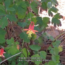 Location: Aberdeen, NC (near old AMS campus)
Date: April 22, 2022
Wild columbine #131; RAB page 453, 76-2-1; AG page 45, 1-16-1, "N