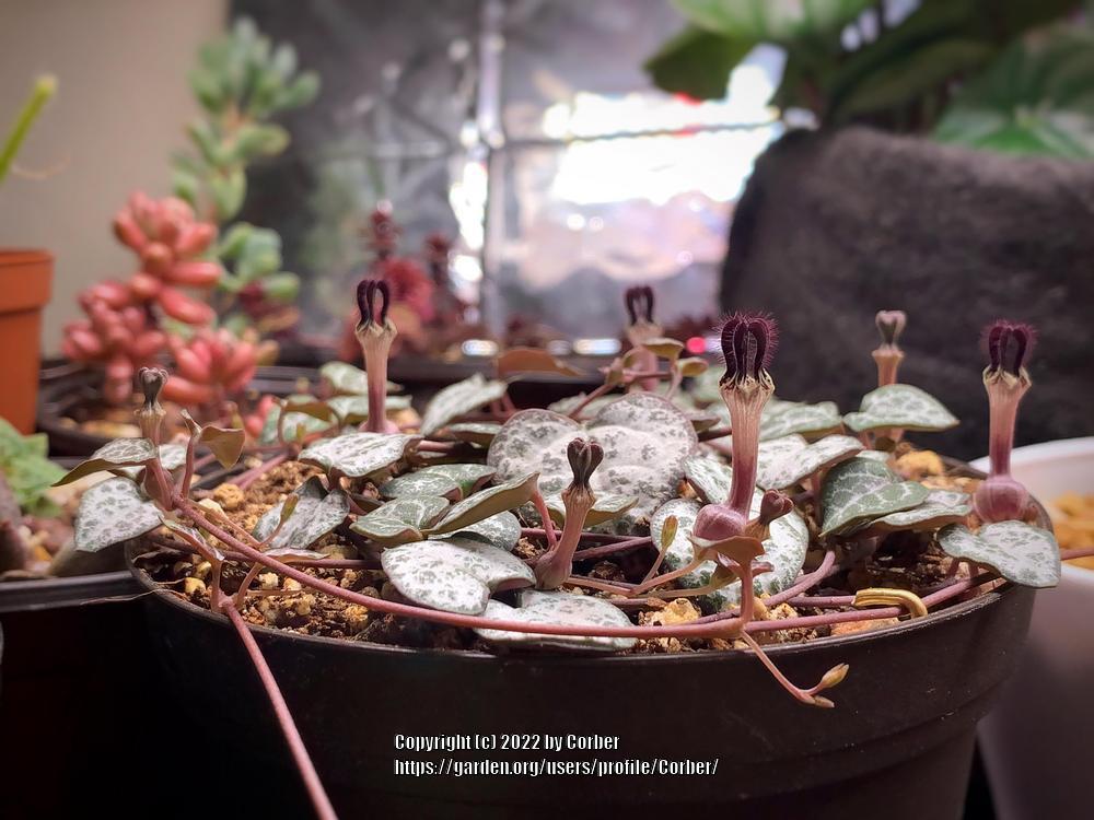 Photo of String of Hearts (Ceropegia woodii) uploaded by Corber