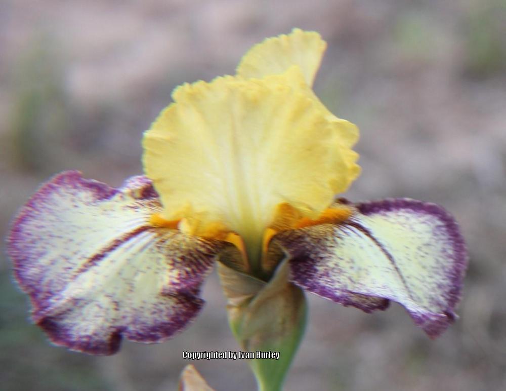 Photo of Tall Bearded Iris (Iris 'Aggressively Forward') uploaded by Ivan_N_Tx