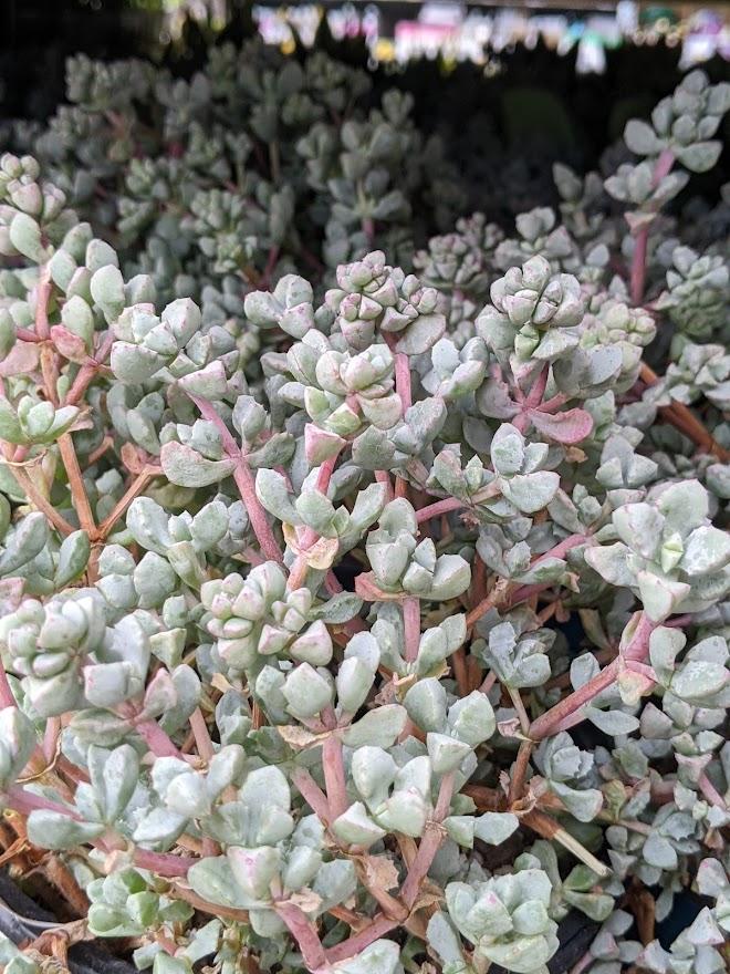 Photo of Pink Ice Plant (Oscularia deltoides) uploaded by Joy