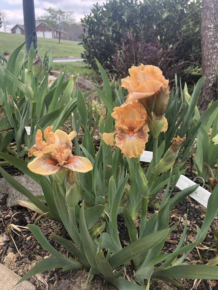 Photo of Intermediate Bearded Iris (Iris 'Persnickety') uploaded by TNLaura