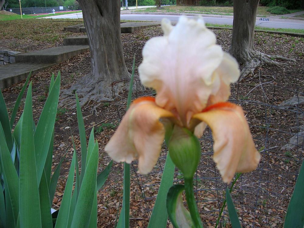 Photo of Tall Bearded Iris (Iris 'Invitation') uploaded by glendolyn