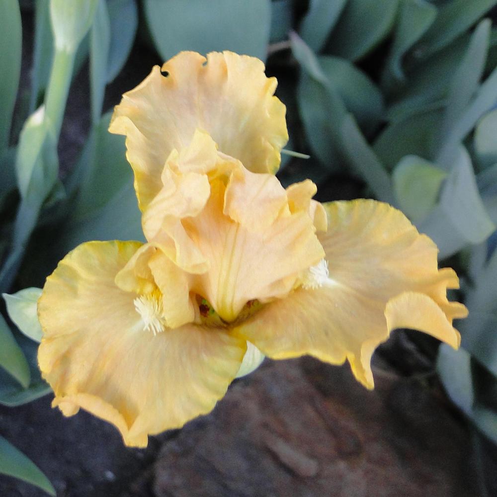Photo of Standard Dwarf Bearded Iris (Iris 'All Ruffled Up') uploaded by lauriemorningglory