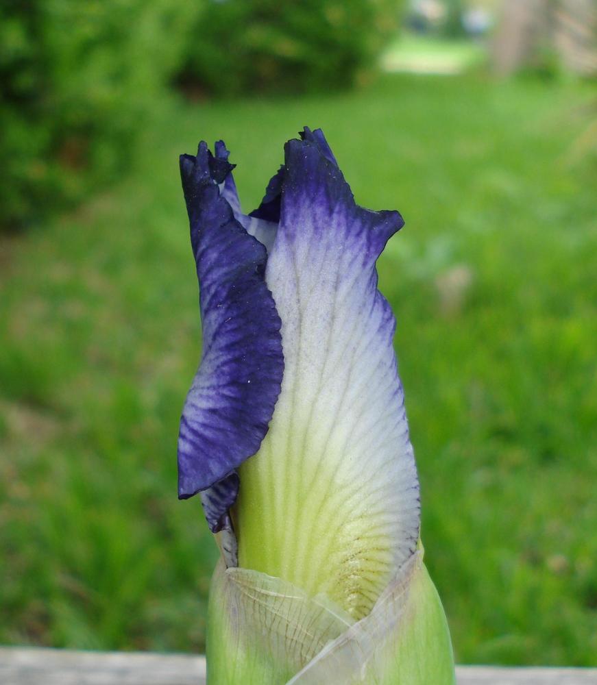 Photo of Tall Bearded Iris (Iris 'Dancing Star') uploaded by lovemyhouse