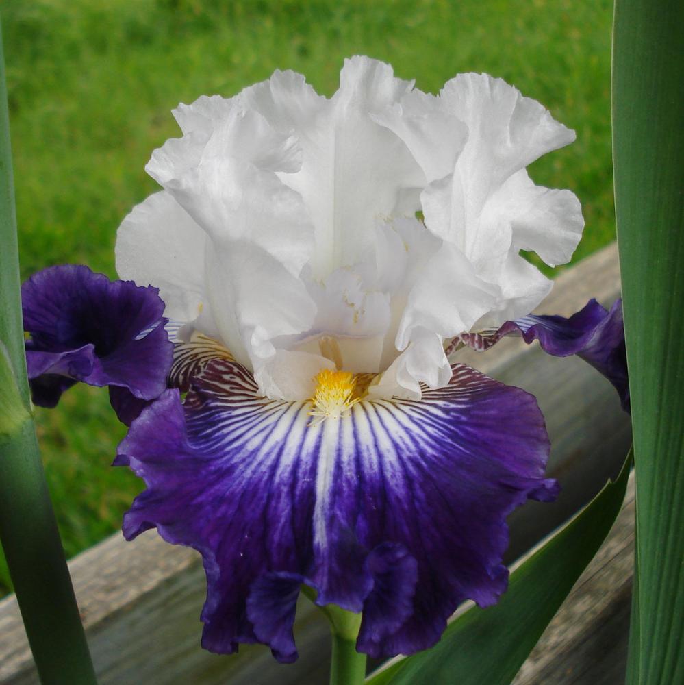 Photo of Tall Bearded Iris (Iris 'Dancing Star') uploaded by lovemyhouse