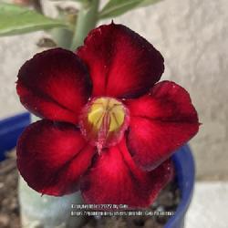Location: Tampa, Florida
Date: 2023-02-26
My grafted desert rose, ‘Black Fire’ color change on bloom.