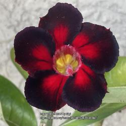 Location: Tampa, Florida
Date: 2022-02-26
My grafted desert rose, ‘Black Fire’.