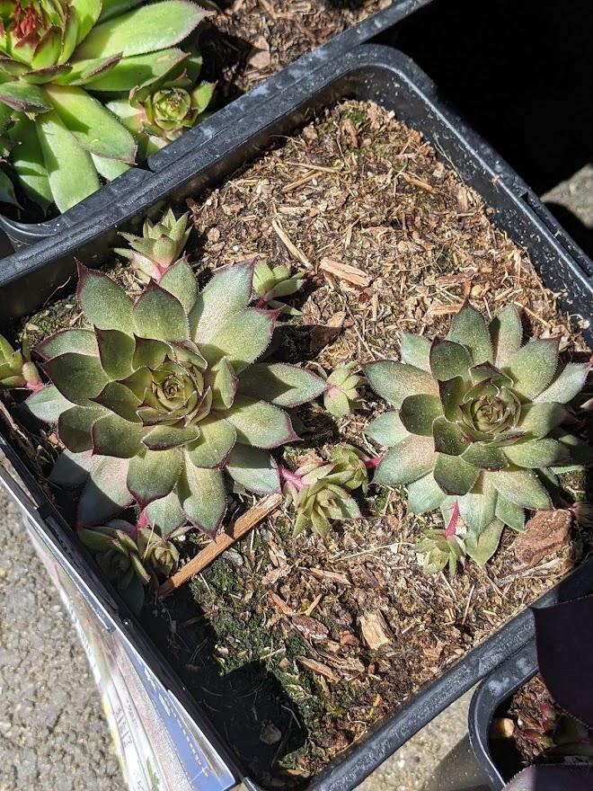 Photo of Hen and Chicks (Sempervivum 'Red Beauty') uploaded by Joy