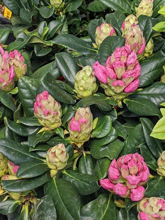 Photo of Dexter Rhododendron (Rhododendron 'Scintillation') uploaded by Joy