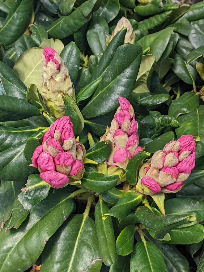 Photo of Dexter Rhododendron (Rhododendron 'Scintillation') uploaded by Joy