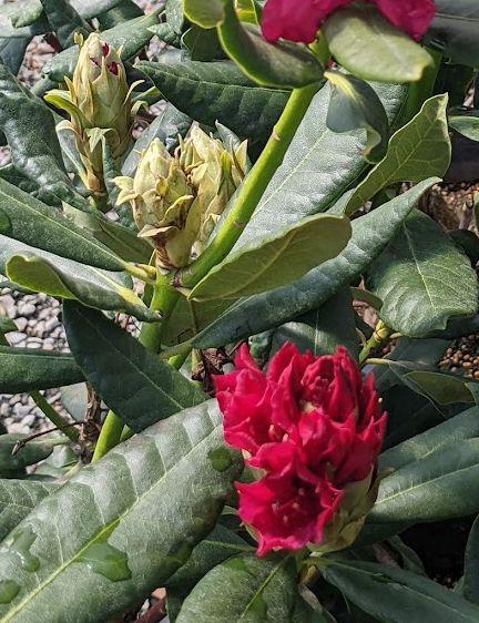 Photo of Rhododendron 'Nova Zembla' uploaded by Joy