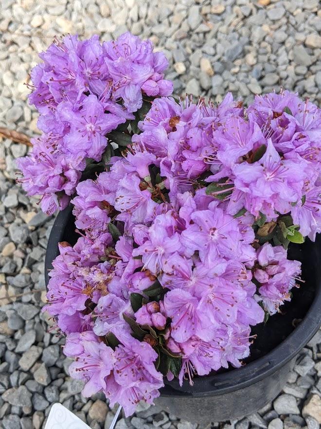 Photo of Rhododendron 'Purple Gem' uploaded by Joy
