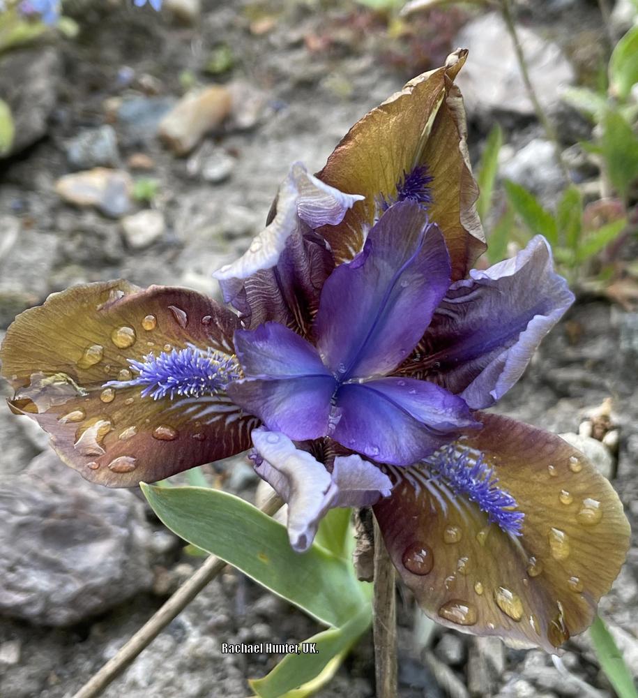Photo of Standard Dwarf Bearded Iris (Iris 'Hocus Pocus') uploaded by RachaelHunter