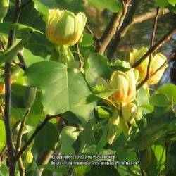Location: Aberdeen, NC
Date: April 25, 2022
Tulip poplar #82; RAB page 473, 80-1-1; LHB page 417, 74-3-1; AG 