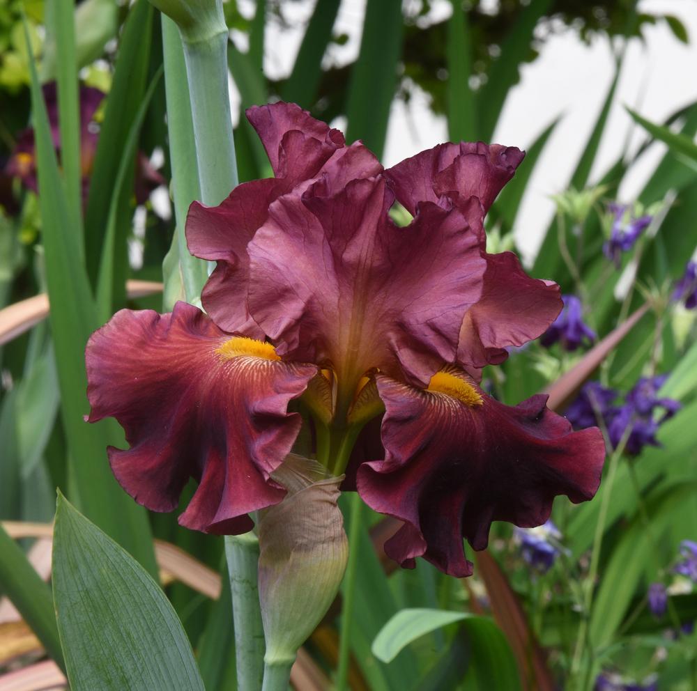 Photo of Tall Bearded Iris (Iris 'Rip City') uploaded by cliftoncat