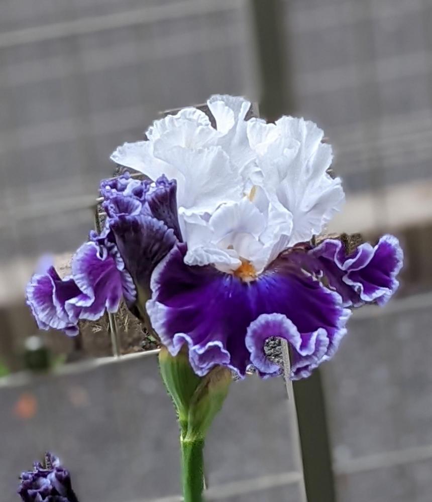 Photo of Tall Bearded Iris (Iris 'Merry Amigo') uploaded by loosertora