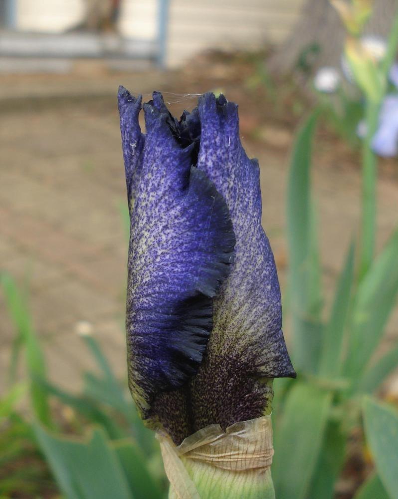 Photo of Tall Bearded Iris (Iris 'Penguin Party') uploaded by lovemyhouse
