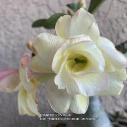Location: Tampa, Florida
Date: 2022-04-26
My 2nd flush of blooms in 2022. This has mild fragrance.