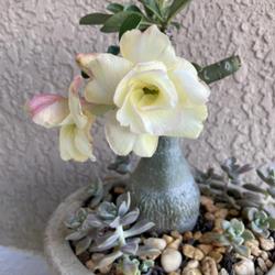 Location: Tampa, Florida
Date: 2022-4-26
My 2nd flush of blooms in 2022. This has mild fragrance.