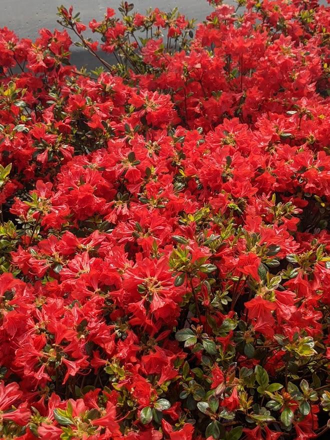 Photo of Azalea (Rhododendron 'Stewartstonian') uploaded by Joy