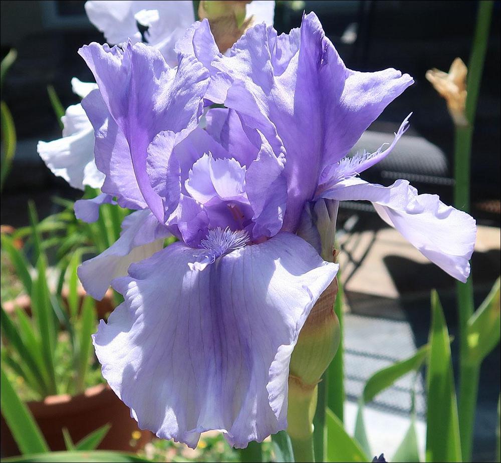 Photo of Tall Bearded Iris (Iris 'Bye Bye Blues') uploaded by Polymerous