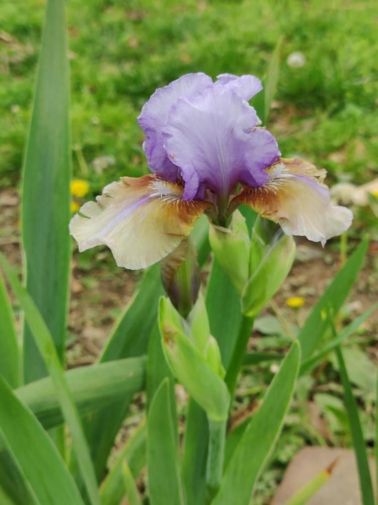 Photo of Intermediate Bearded Iris (Iris 'Fast Forward') uploaded by ScarletBandit
