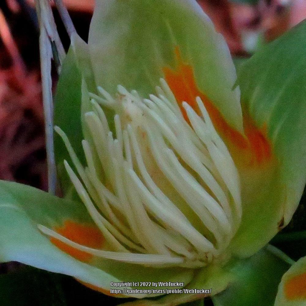 Photo of Tulip Poplar (Liriodendron tulipifera) uploaded by WebTucker