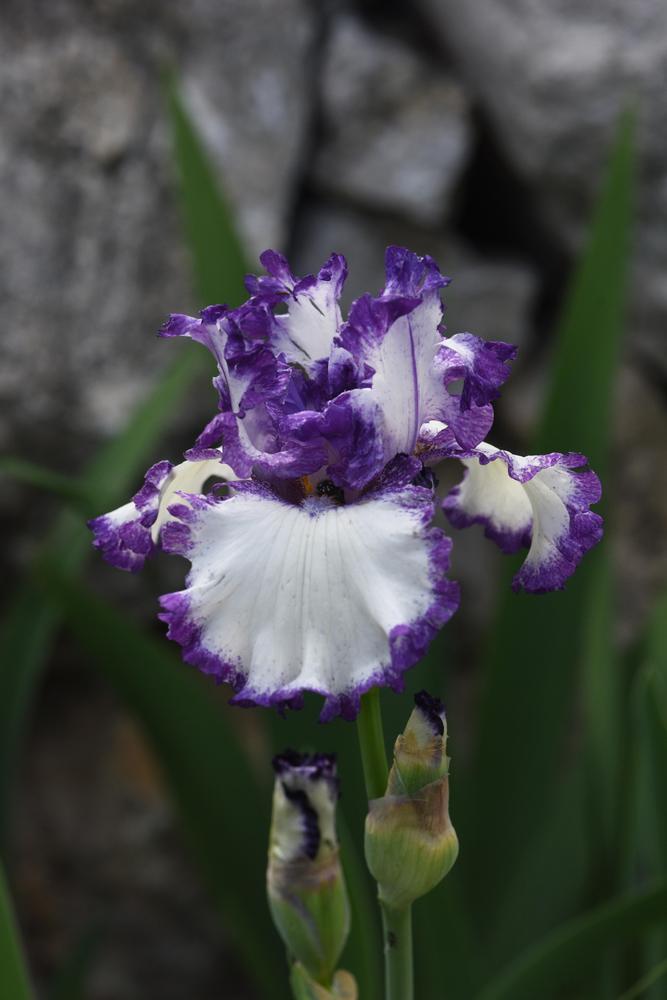 Photo of Tall Bearded Iris (Iris 'Barbara May') uploaded by cliftoncat
