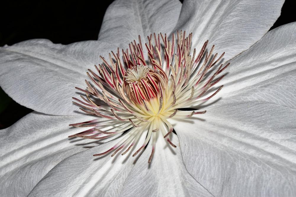 Photo of Clematis Filigree™ uploaded by dawiz1753