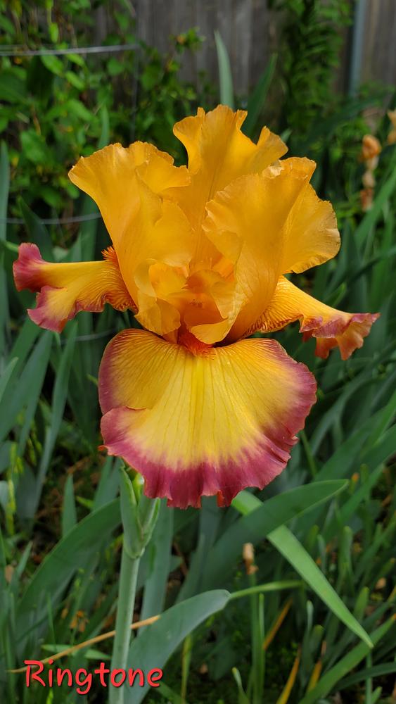 Photo of Tall Bearded Iris (Iris 'Ringtone') uploaded by javaMom