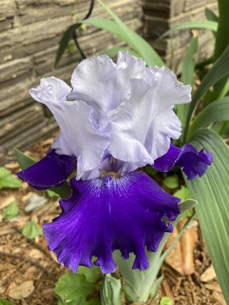 Photo of Tall Bearded Iris (Iris 'Over Alaska') uploaded by txtreehugger