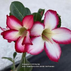 Location: Tampa, Florida
Date: 2022-04-26
Red on ice blooms of my seedgrown Adenium.