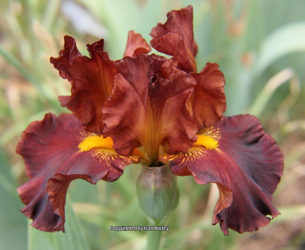 Photo of Tall Bearded Iris (Iris 'Valentino') uploaded by Ivan_N_Tx