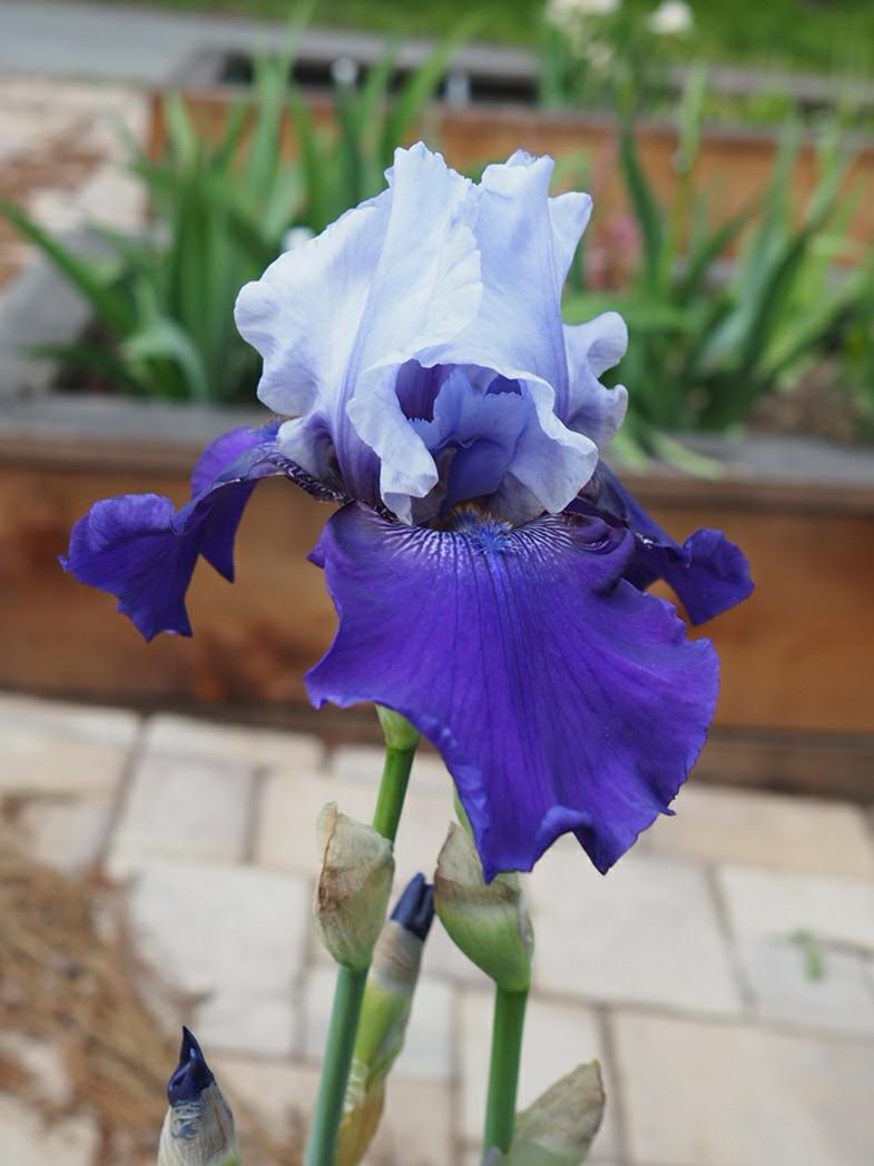 Photo of Tall Bearded Iris (Iris 'Best Bet') uploaded by This_is_katana