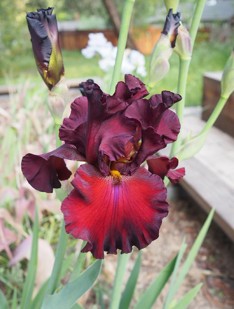 Photo of Tall Bearded Iris (Iris 'Grateful Red') uploaded by This_is_katana