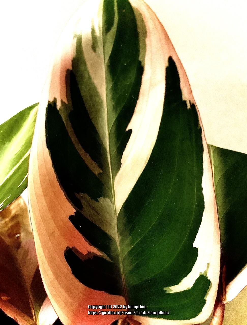Photo of Stromanthe (Stromanthe thalia 'Triostar') uploaded by bumplbea