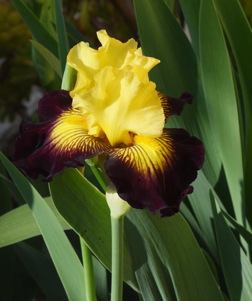 Photo of Tall Bearded Iris (Iris 'Snapshot') uploaded by cliftoncat