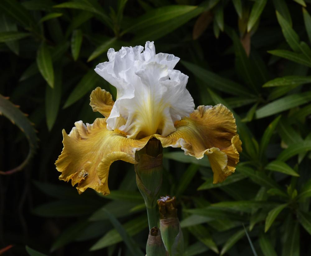Photo of Tall Bearded Iris (Iris 'Going Green') uploaded by cliftoncat