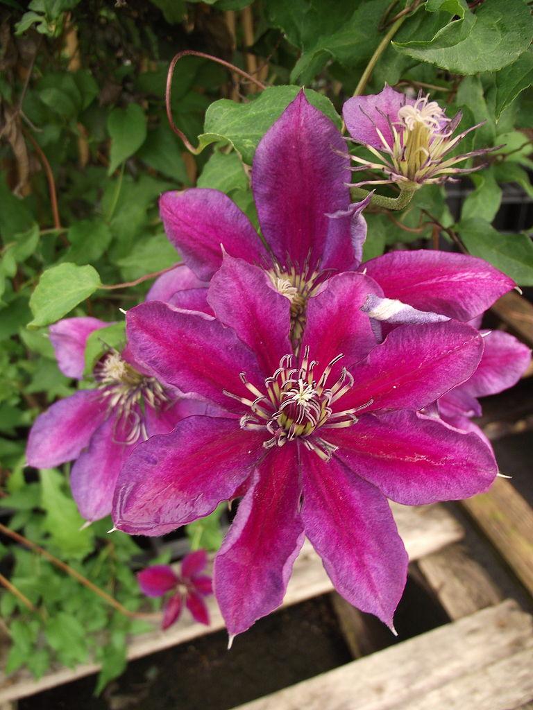 Photo of Clematis Temptation™ uploaded by robertduval14