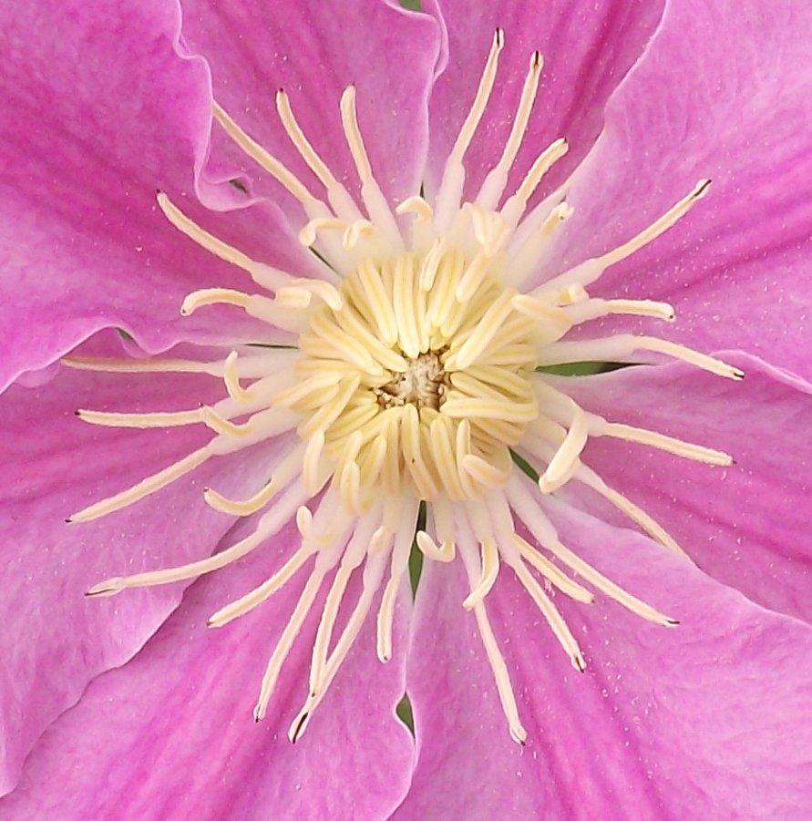 Photo of Clematis Abilene™ uploaded by robertduval14