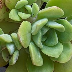 Location: Bay Area California
Sedum Spathulifolium (San Bruno Mtns clone 2)