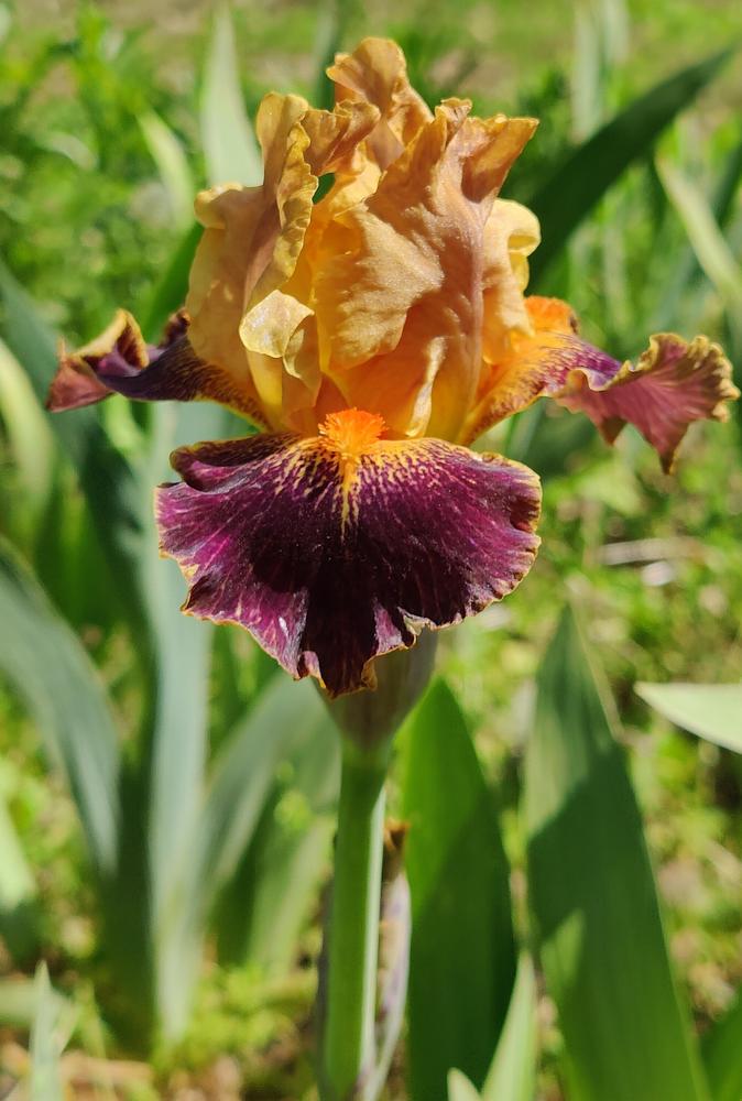 Photo of Intermediate Bearded Iris (Iris 'Delirium') uploaded by ScarletBandit