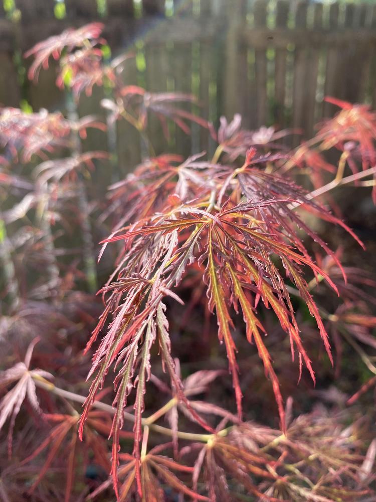 Photo of Japanese Maple (Acer palmatum) uploaded by aikenforflowers