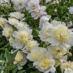 Location: Peony Garden, Nichols Arboretum, Ann Arbor
Date: 2019-06-12
Primevère - Typical blooms, with a strong differentiation betwee
