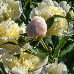 Location: Peony Garden, Nichols Arboretum, Ann Arbor
Date: 2017-06-02
Primevère - Buds are a soft blush pink.  Some years I can see a 
